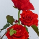 uroczystosc_sw_maksymiliana14